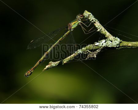 Damselfly