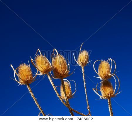 Droge Thistle
