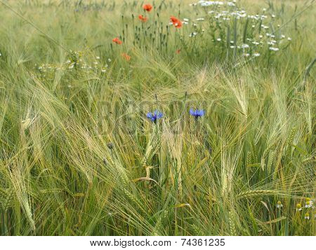 Barley field with wildflowers
