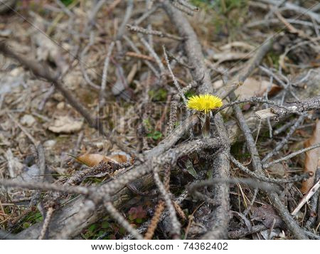 Coltsfoot