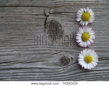 Daisies