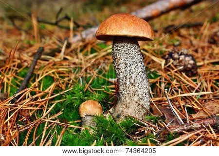 Mushroom Twins Leccinum Versipelle