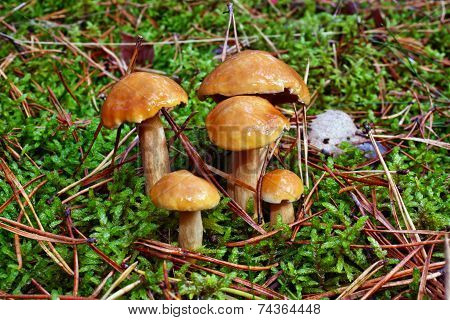 Mushrooms Suillus Bovinus
