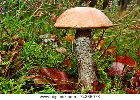 Mushroom In The Forest