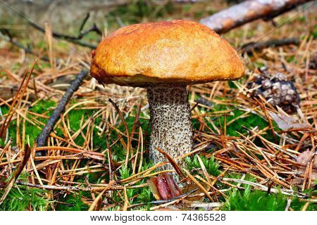 Mushroom Leccinum Versipelle