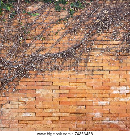 Abstract Background Of Dry Ivy On The  Wall