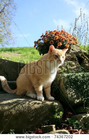 Ginger cat