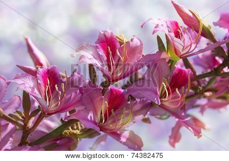 Flowering Orchid Tree On Blurred Background