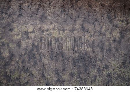 Hippo skin texture