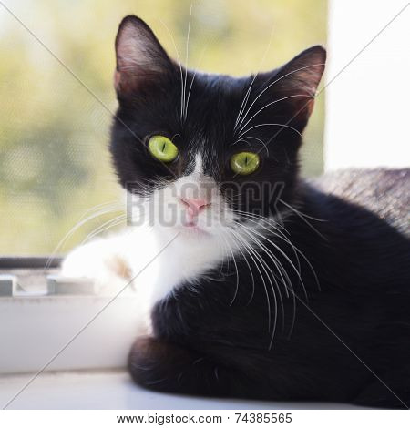 Window Kitty