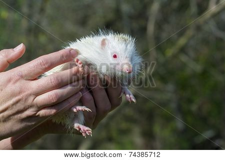 Albino Northern White-breasted Hedgehog (erinaceus Roumanicus)
