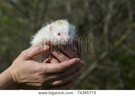 Albino Northern White-breasted Hedgehog (erinaceus Roumanicus)