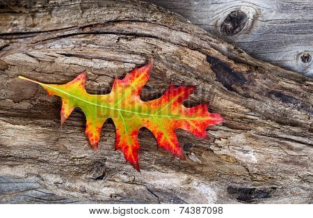Vibrant Oak Leaf And Rustic Wood