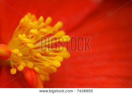 žluté tyčinky begonia květina s červenými květy detail