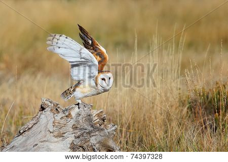 Barn Owl Sitting On A Stump