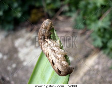 Caterpillar 8