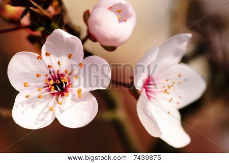 アジアの梅の花マクロ