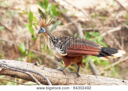Hoatzin Bird Perched on Branch