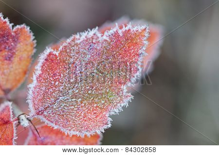 Hoarfrost Leaf