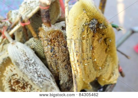 Honeycomb On The Branch At Market
