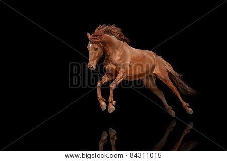 Thoroughbred stallion isolated on black background. Beautiful red horse