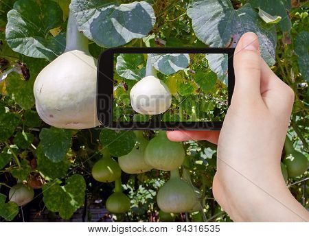 Tourist Taking Photo Of Bottle Gourds On Vine