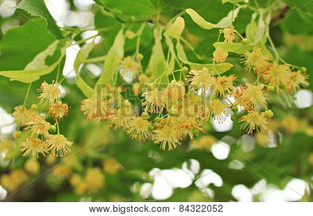 Lime blossom tree