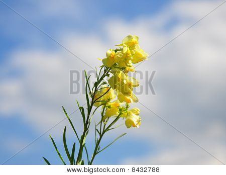 Linaiola comune (linaria Vulgaris)