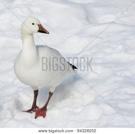Snow Goose in Snow