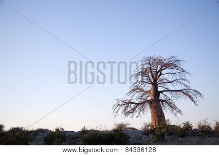 Large Baobab