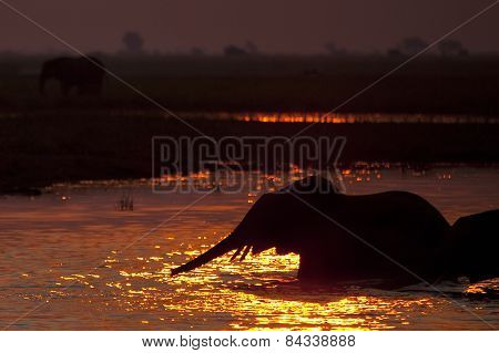 Elephant crossing the channel in the Chobe Delta, Botswana.