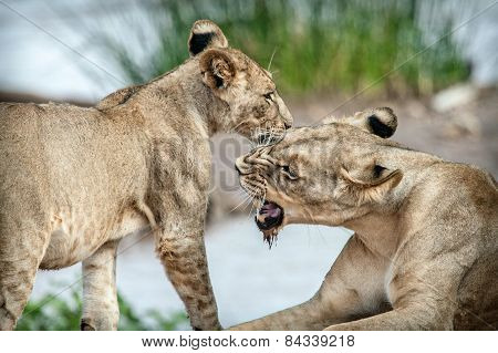 Lioness playing with her lion cub in a National Park
