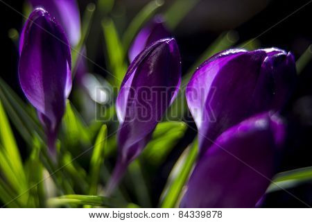 Closed crocus
