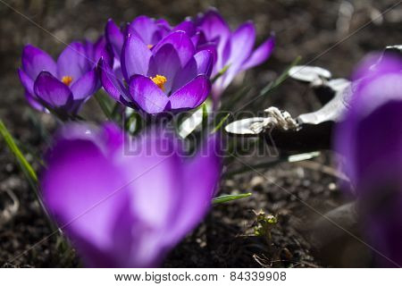 Opened crocus
