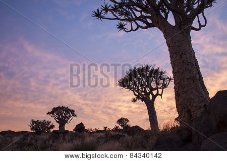 Quivertree sunset