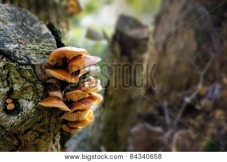 Fungus At An Old Tree Trunk