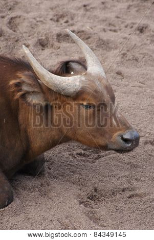 African Forest Buffalo