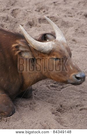 African Forest Buffalo