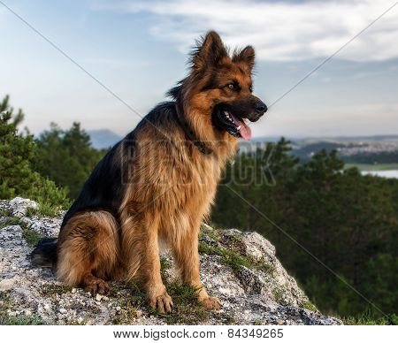 German Shepherd