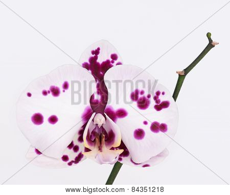 Orchid Flower