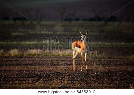 Springbok in the afternoon light of Namibia