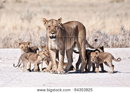 Lioness and cubs