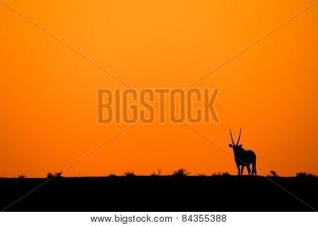 Gemsbok sunset