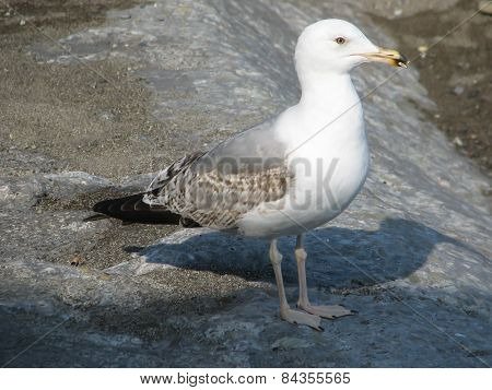 Seagull