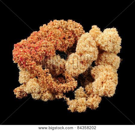 Dried Amaranth (Love-Lies-Bleeding) Flowers On Black Background