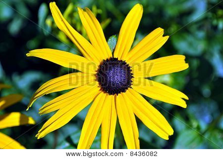 Black eyed susan