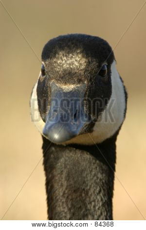 Canada Goose