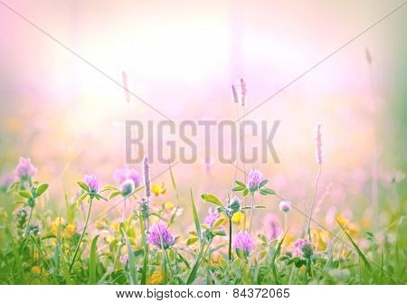 Flowering clover - red clover