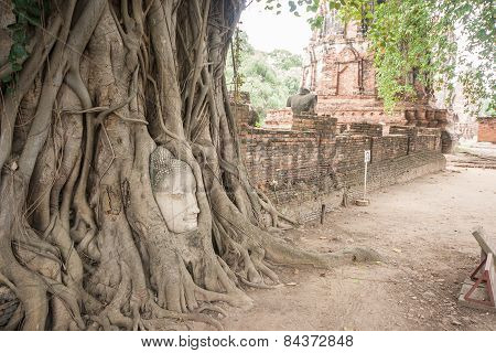 Banyan Roots Covering The Buddha Head.
