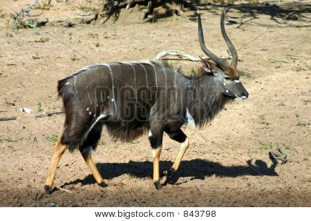 Nyala Bull